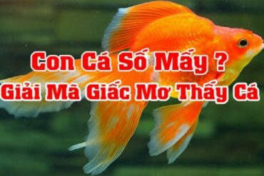 mơ thấy cá